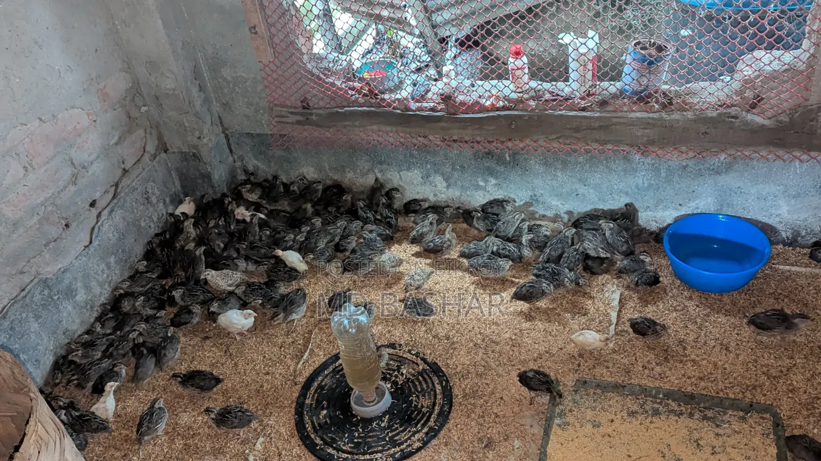 কোয়েল পাখি