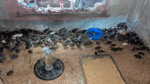 কোয়েল পাখি