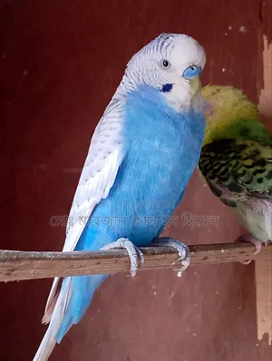 রানিং বাজরিগা
