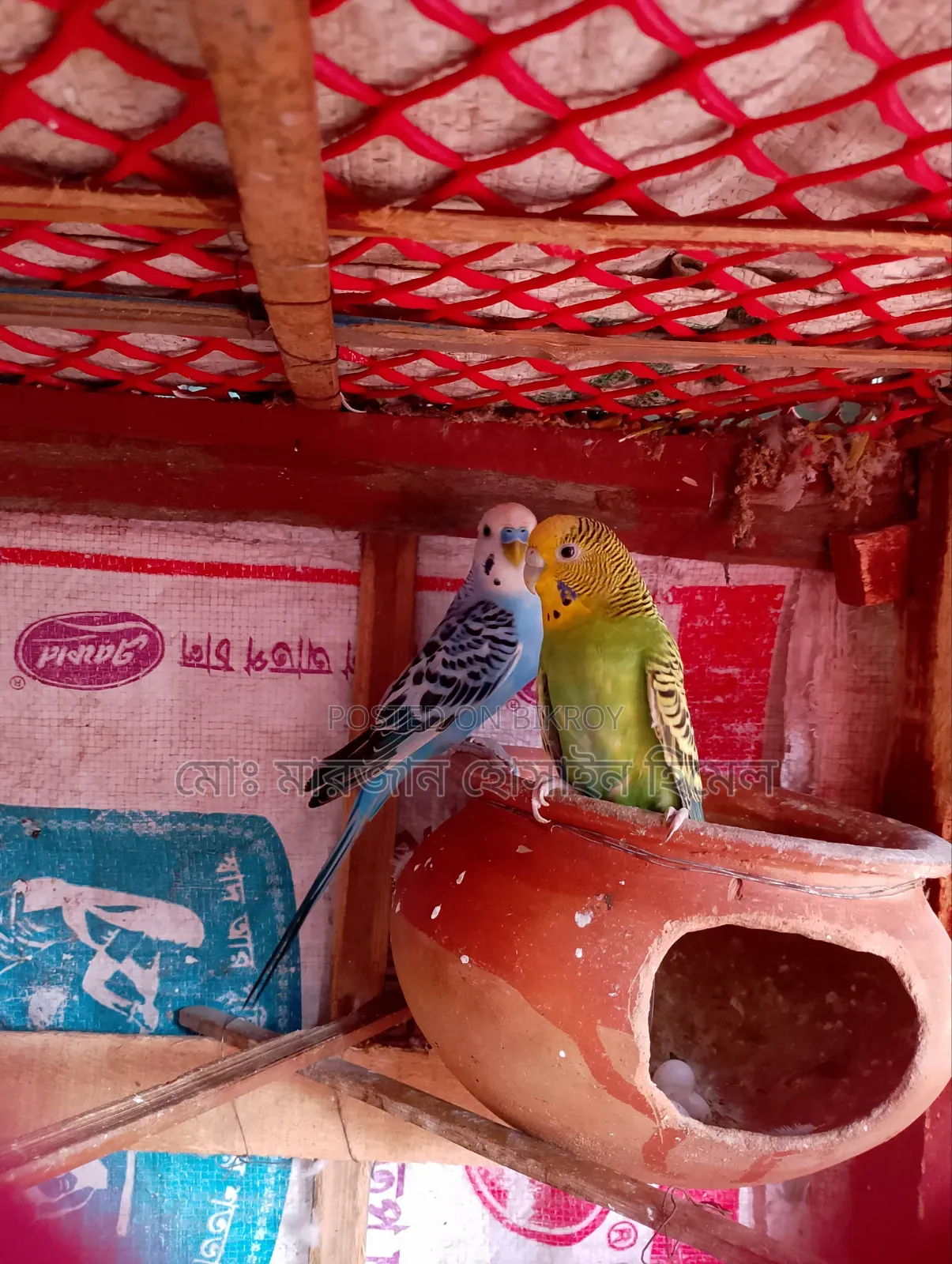 রানিং বাজরিগা