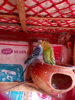 রানিং বাজরিগা
