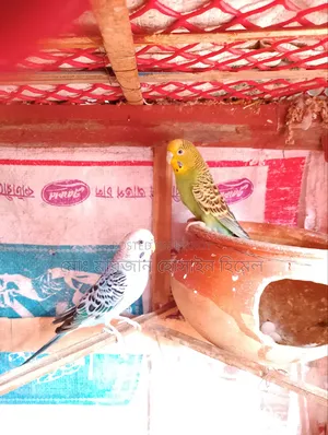 রানিং বাজরিগা
