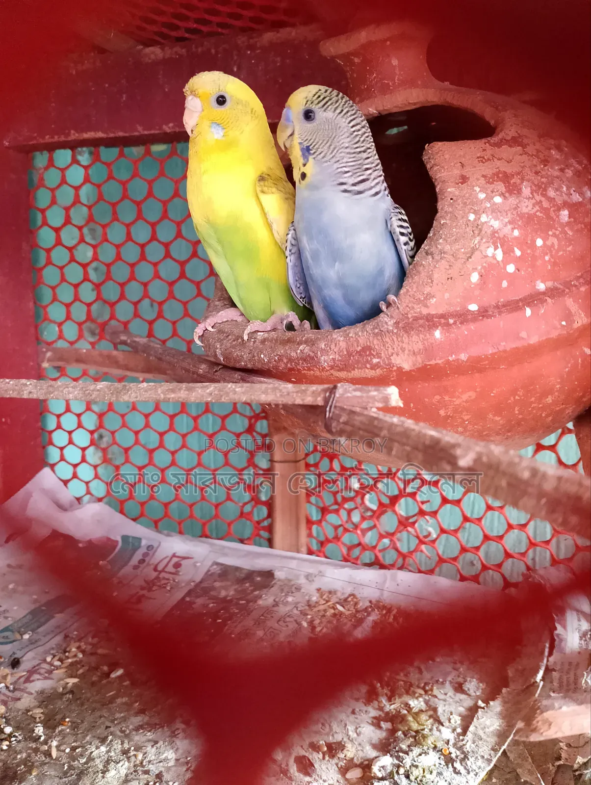রানিং বাজরিগা