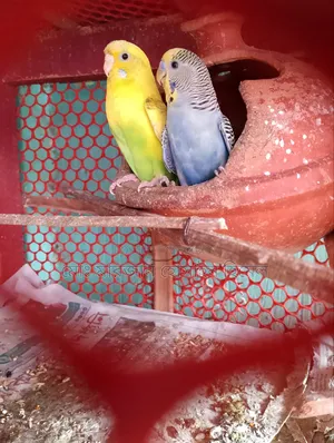 রানিং বাজরিগা