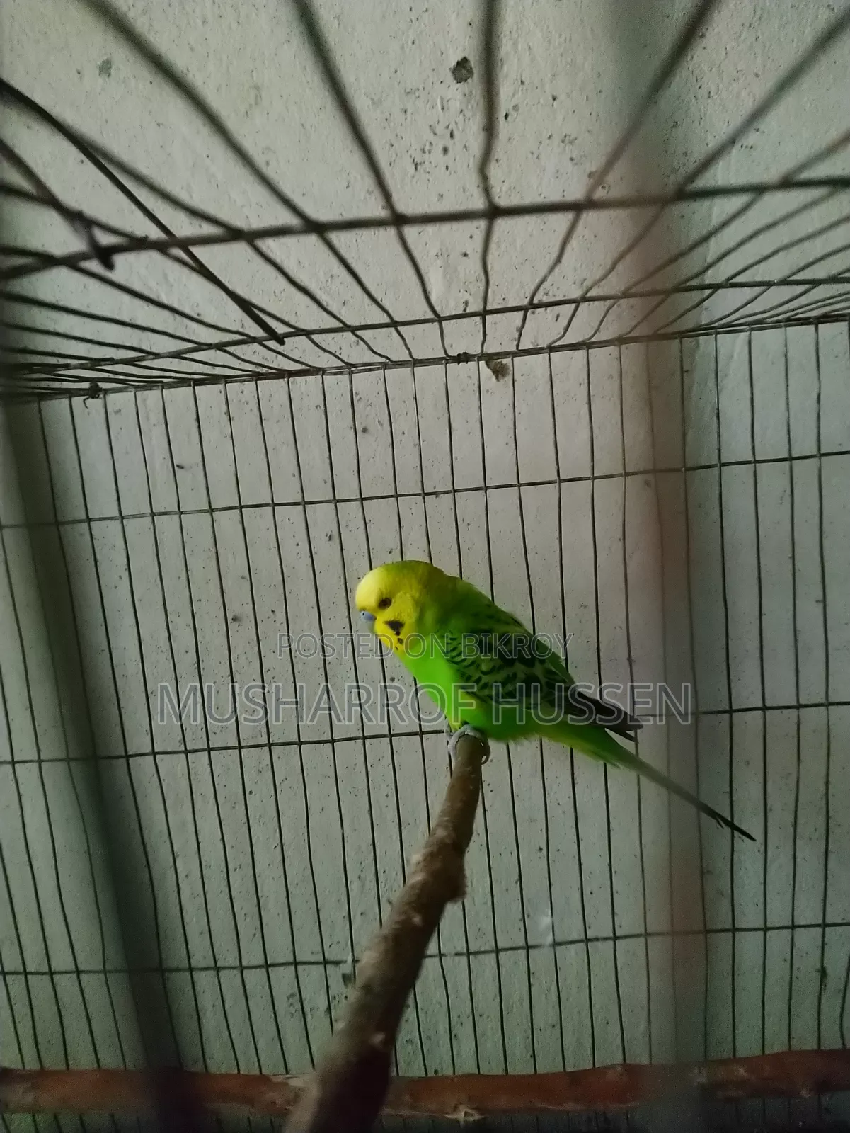 ১টি রানিং বাজিগর পাখি বিক্রি করা হবে