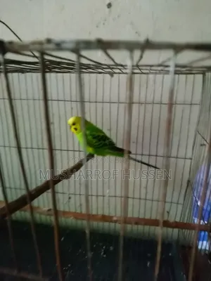 ১টি রানিং বাজিগর পাখি বিক্রি করা হবে