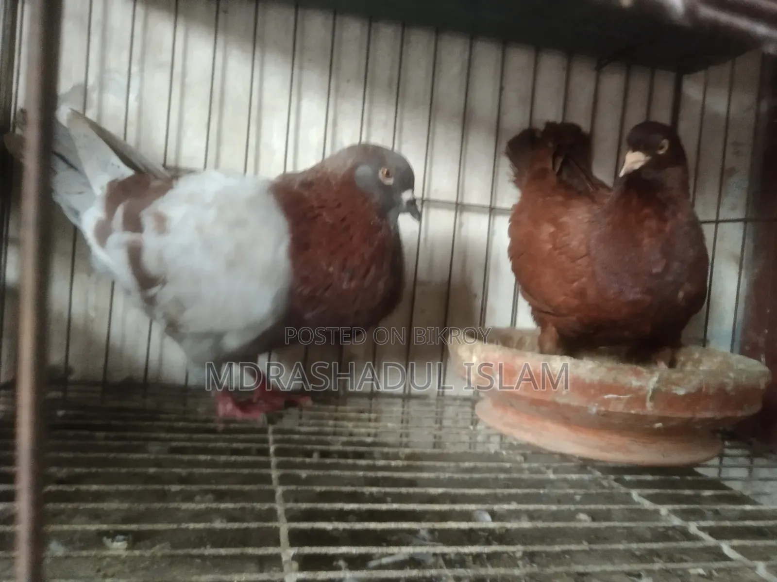 King Pigeon
