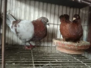 King Pigeon