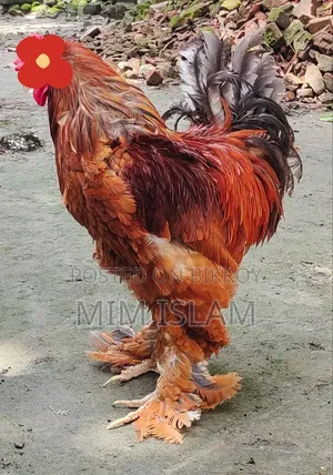 রানিং কলম্বিয়ান বাফ ব্রাহমা সেল হবে🔥