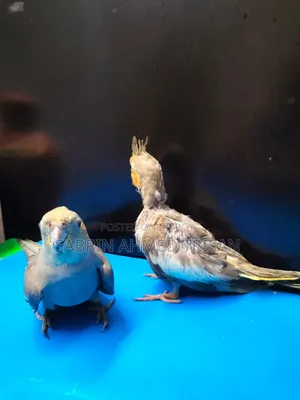 Cocatail Bird