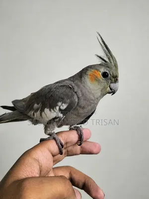 Cocatail Bird