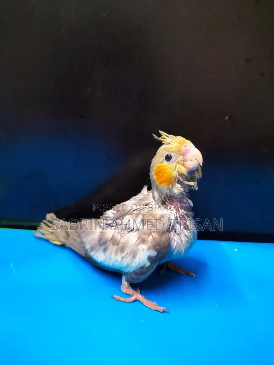 Cocatail Bird