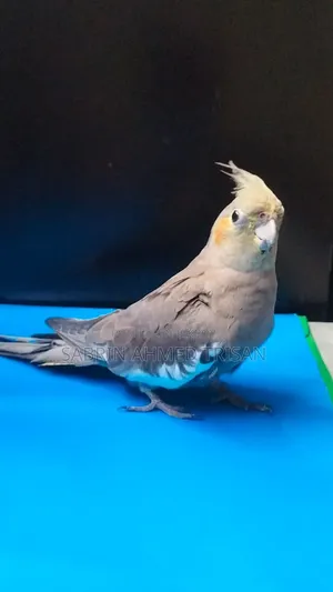 Cocatail Bird