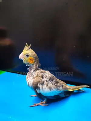 Cocatail Bird