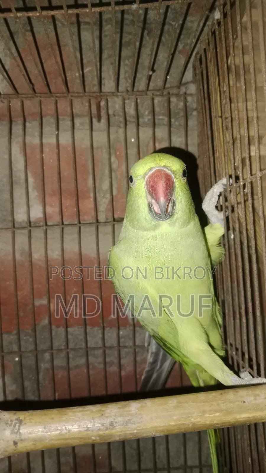 Femeil Tiya Pakhi