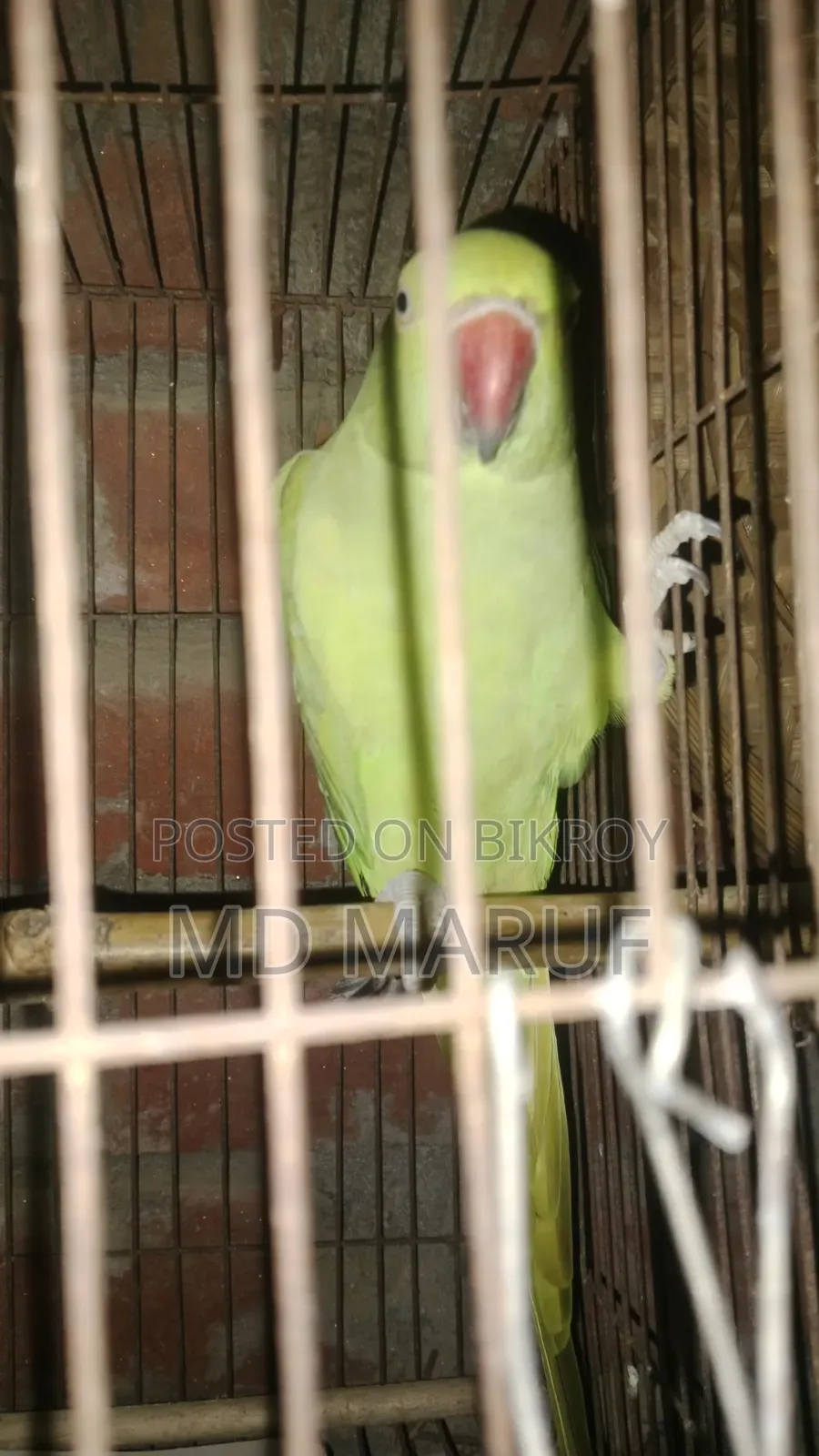 Femeil Tiya Pakhi
