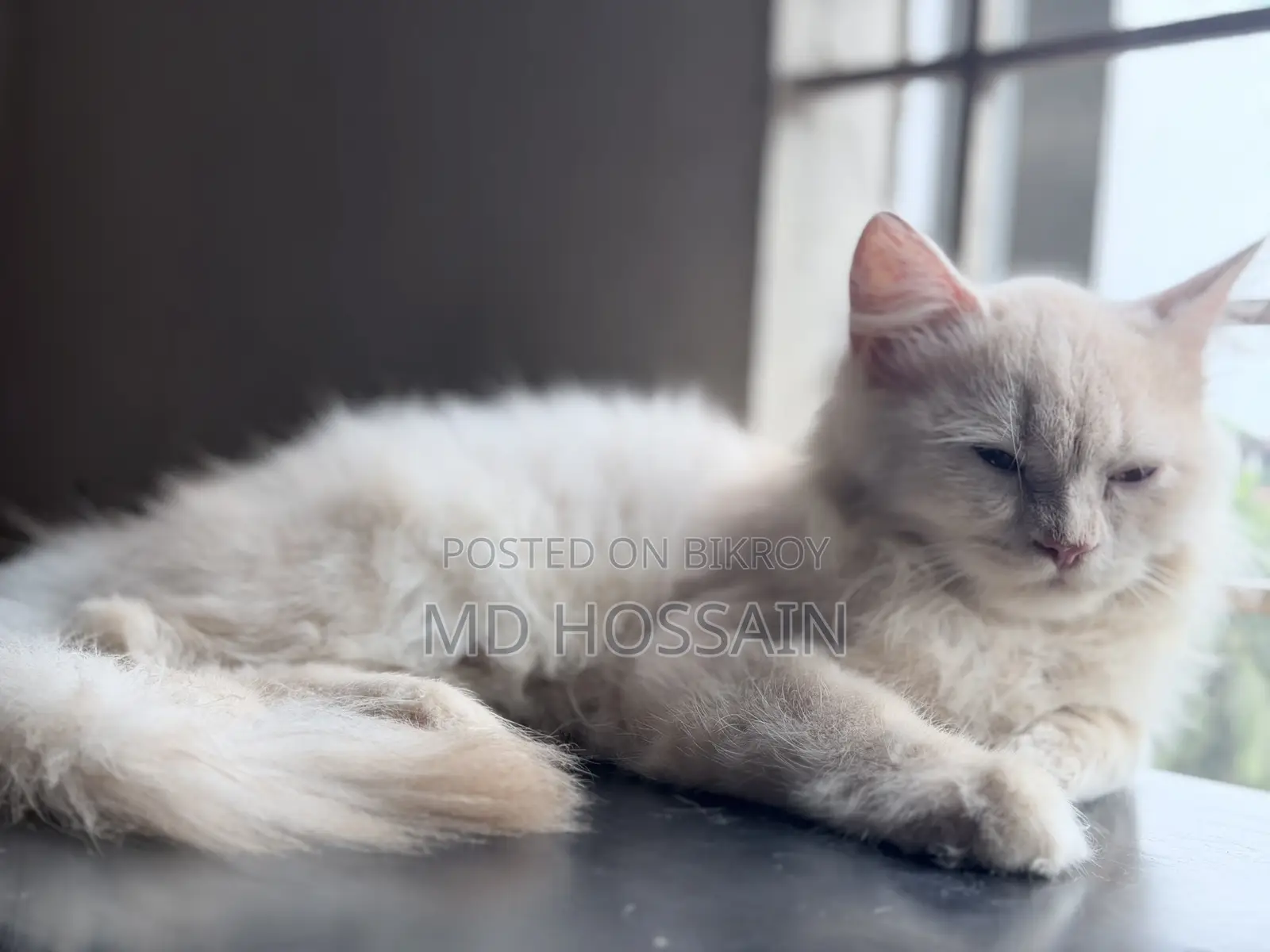 3-6 months Male Purebred Persian