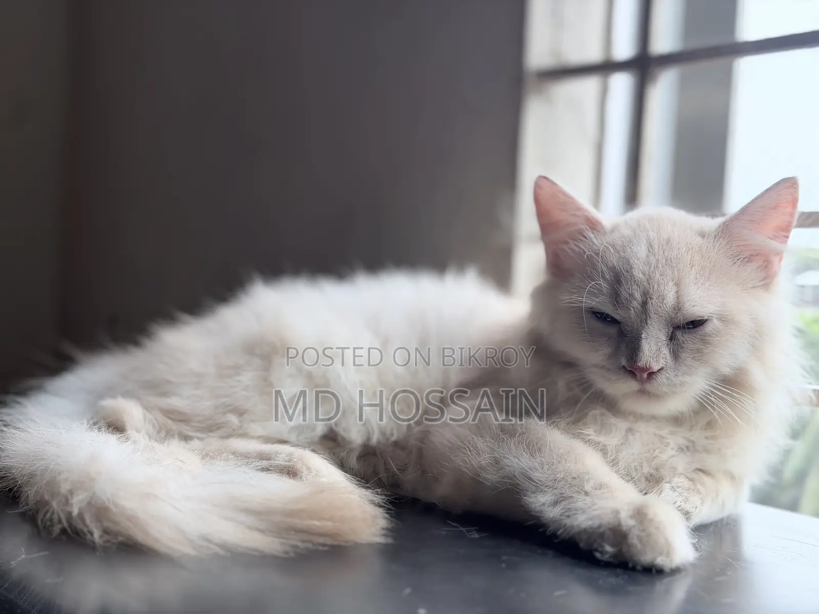3-6 months Male Purebred Persian