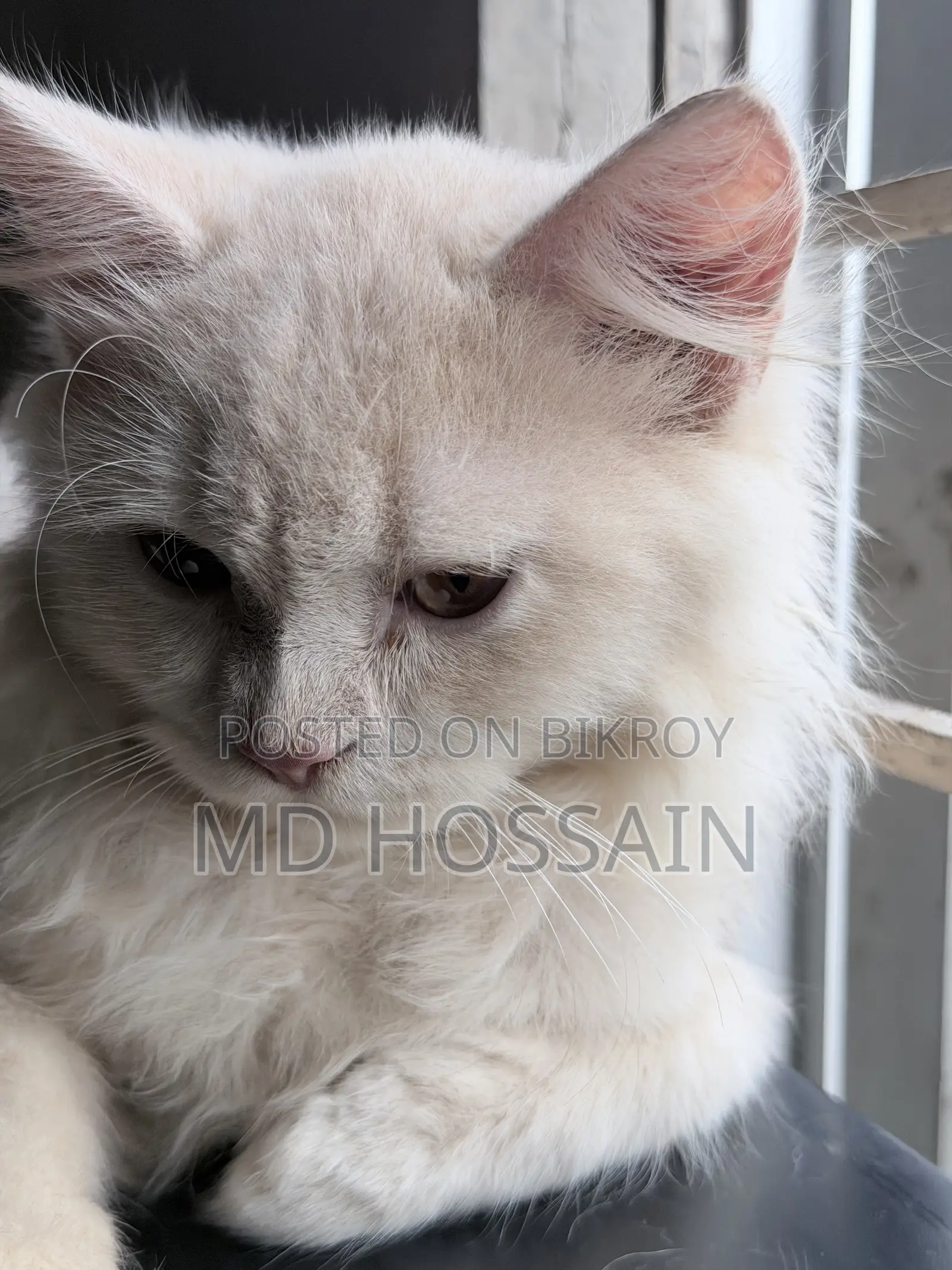 3-6 months Male Purebred Persian