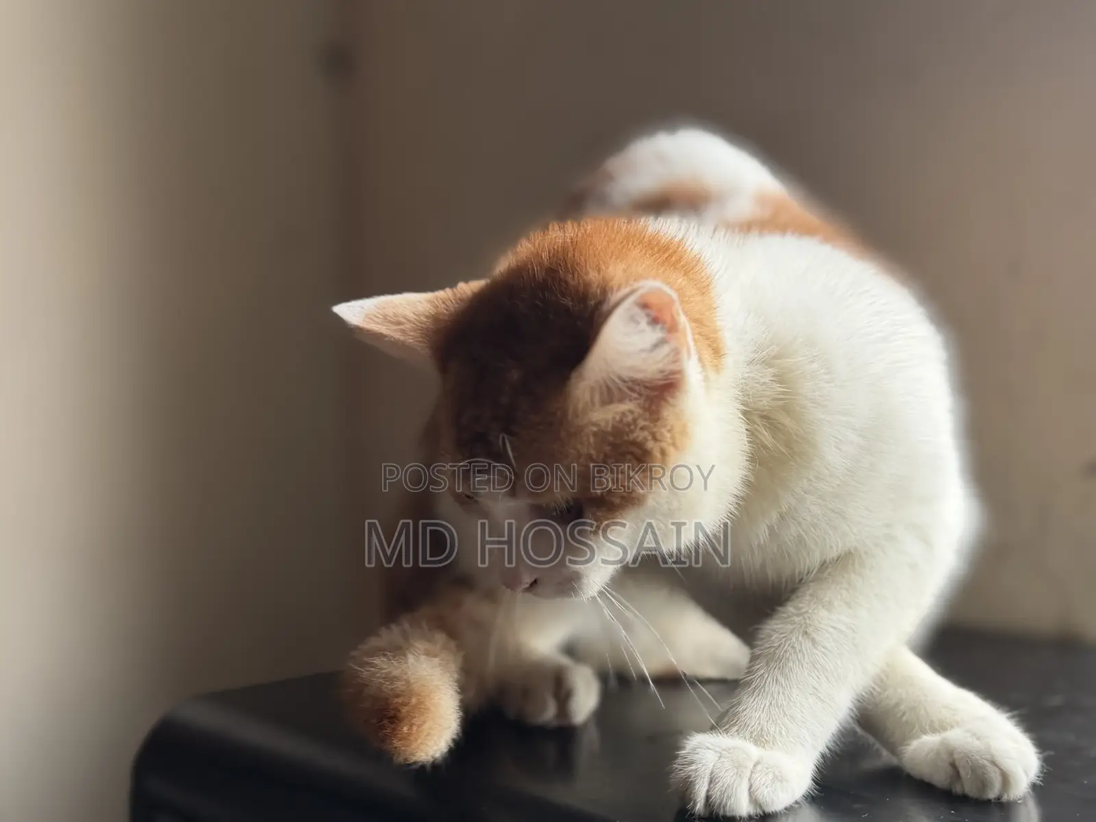 3-6 months Male Mixed Breed Persian
