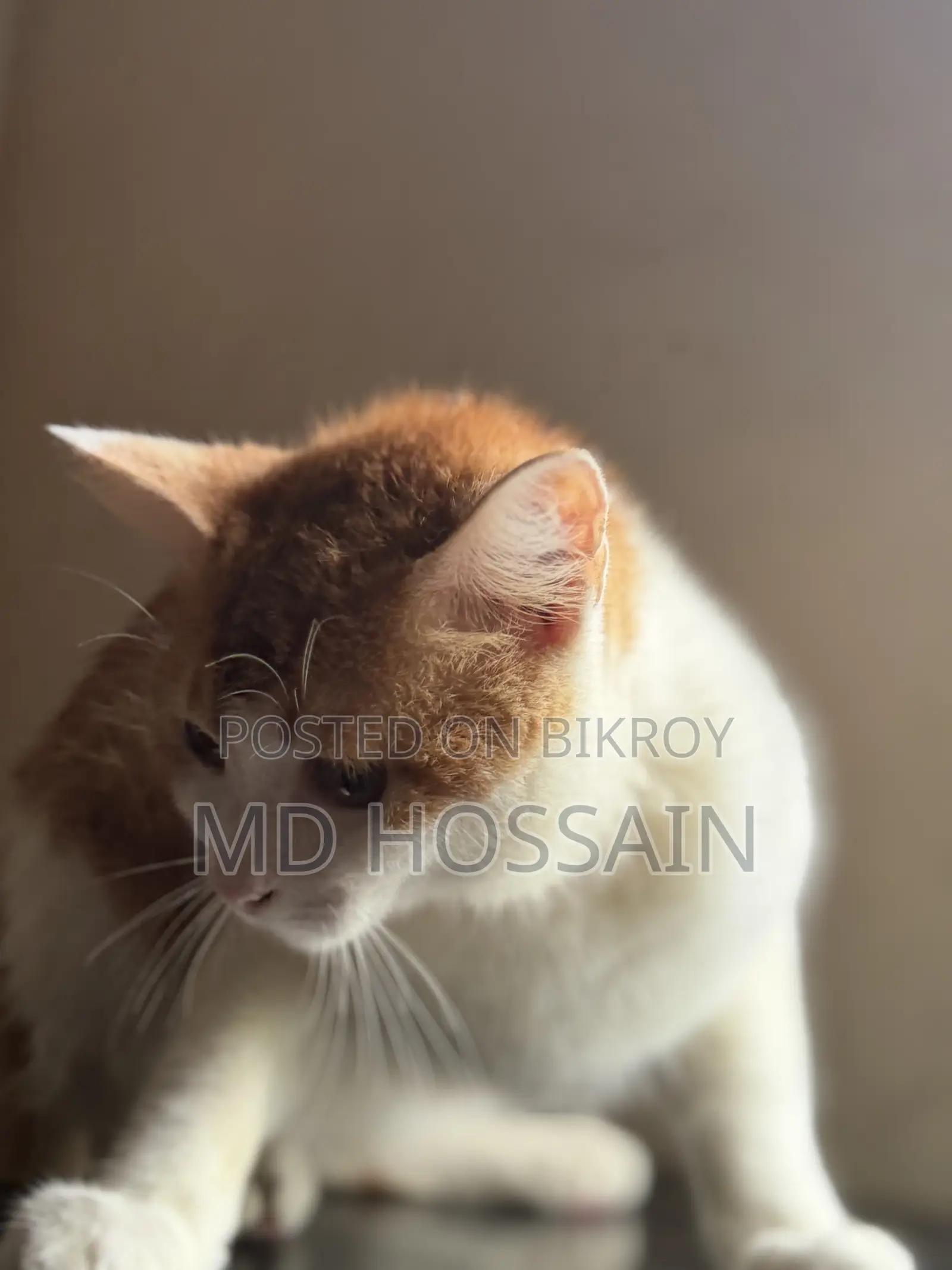 3-6 months Male Mixed Breed Persian