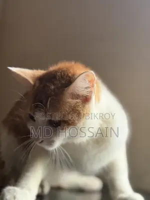 3-6 months Male Mixed Breed Persian