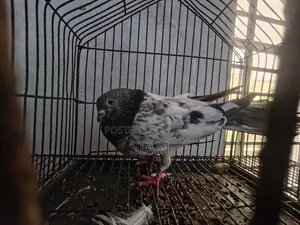 সবুজ গলার গিরিবাজ, শুধু মাদি।
এক পিস