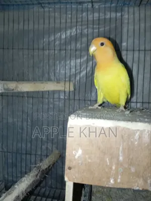 Love Bird.