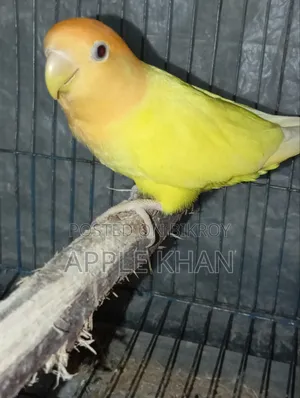 Love Bird.