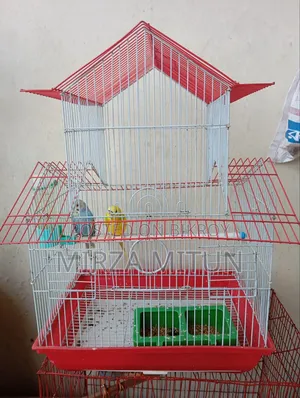 Budgerigar Bird