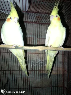 রানিং ককাটেল পাখি