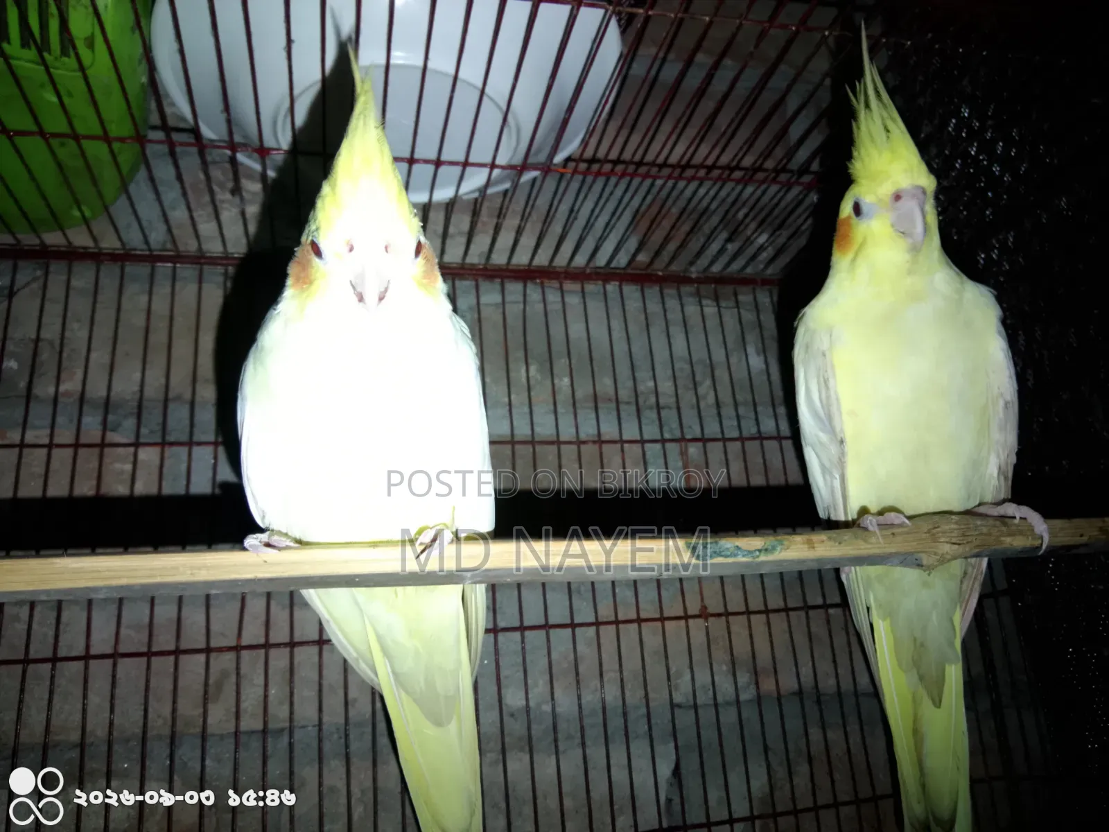 রানিং ককাটেল পাখি