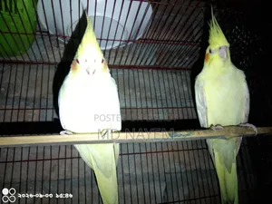 রানিং ককাটেল পাখি