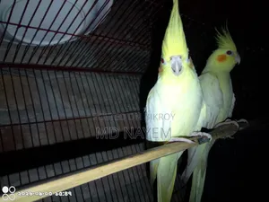 রানিং ককাটেল পাখি