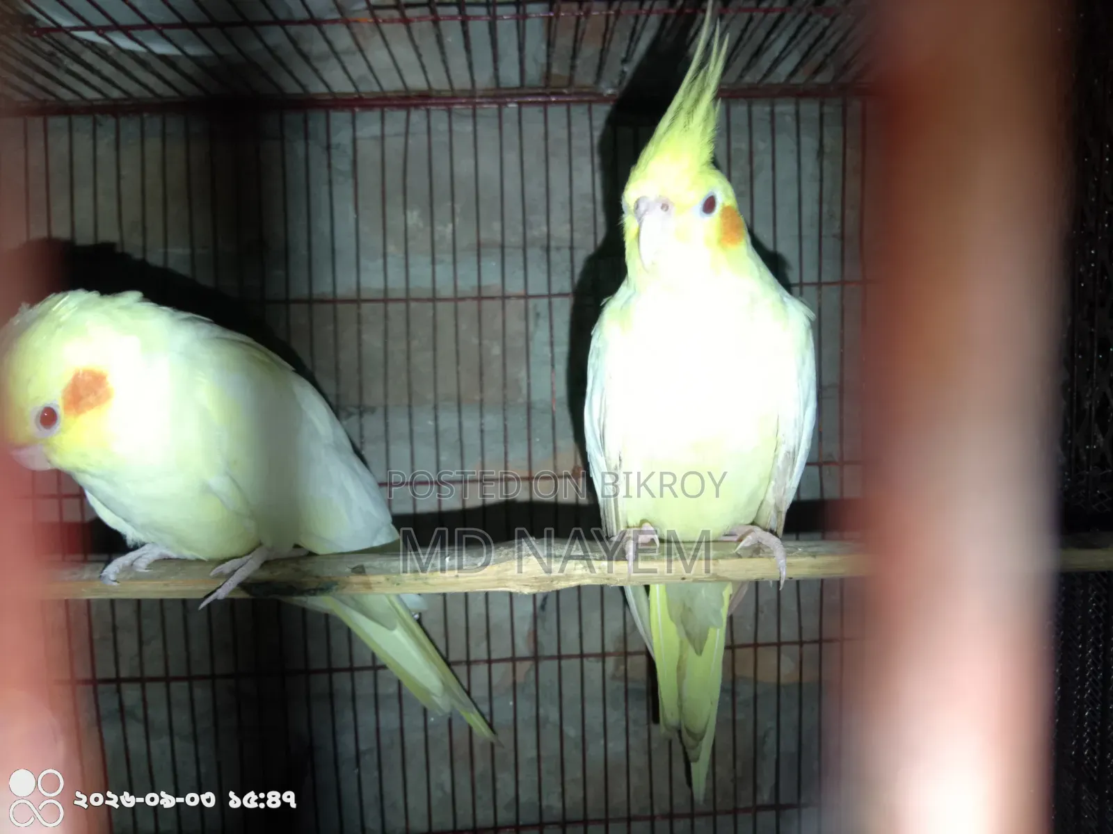 রানিং ককাটেল পাখি