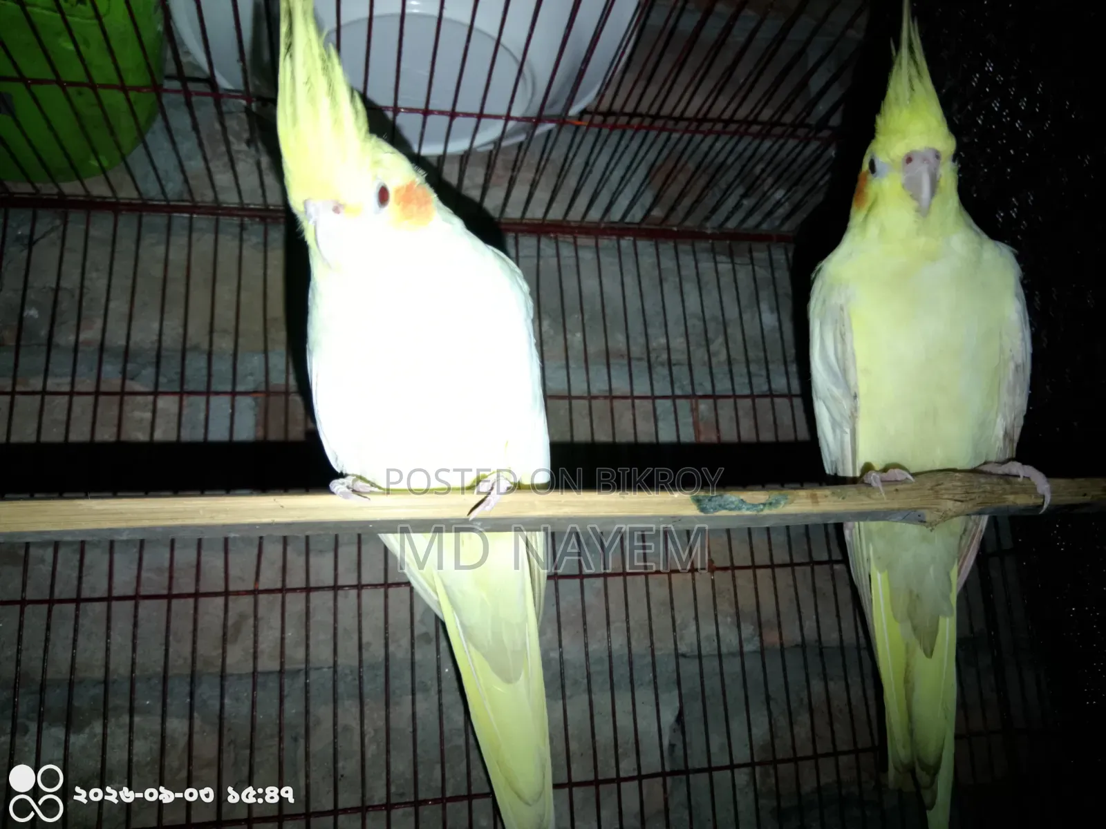 রানিং ককাটেল পাখি