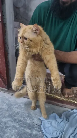 3-6 months Male Purebred Persian