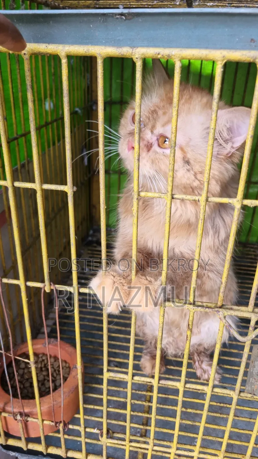 3-6 months Male Purebred Persian
