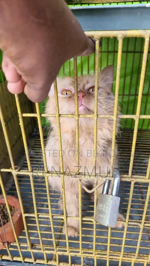 3-6 months Male Purebred Persian