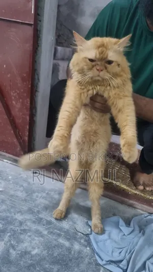3-6 months Male Purebred Persian