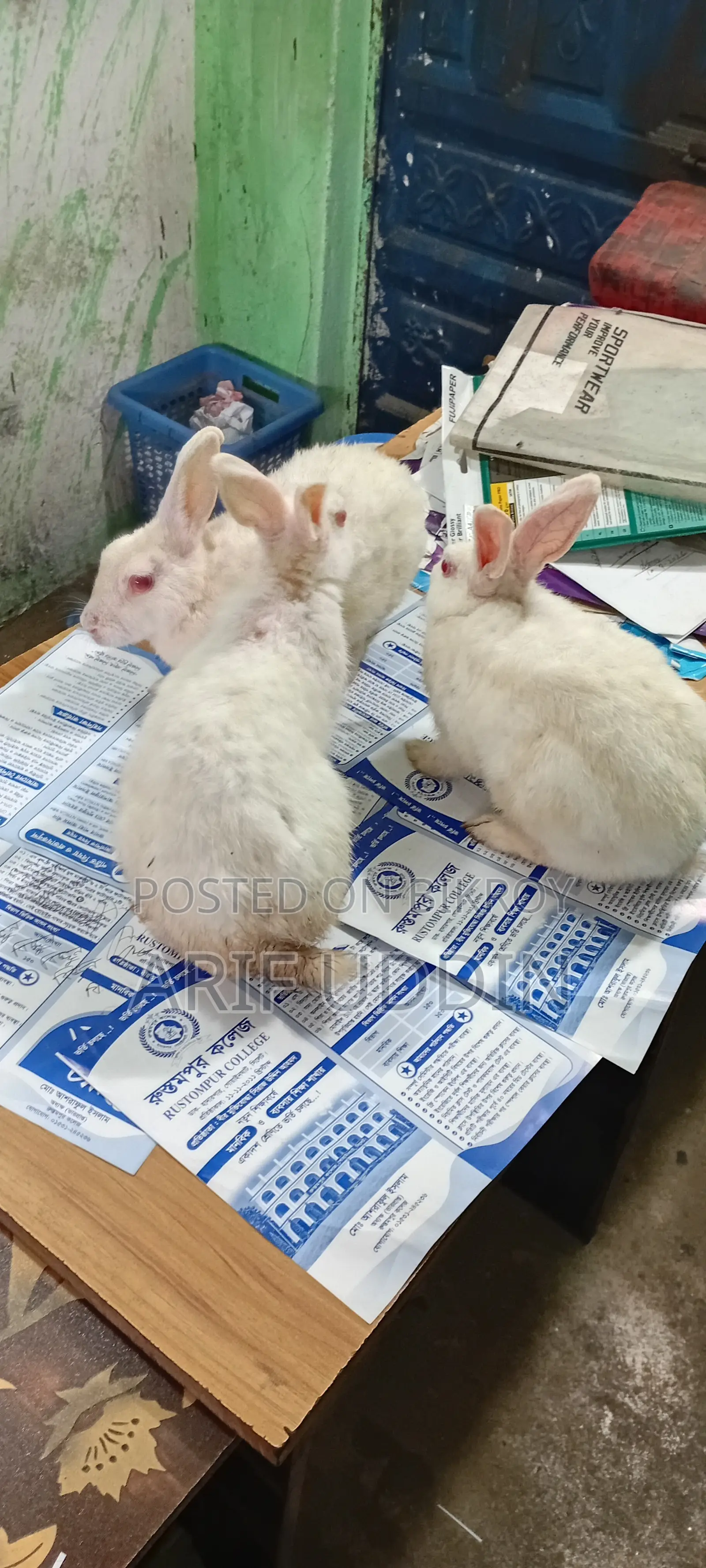 খরগোশ ৩ টা বিক্রি করবো