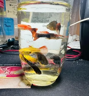 Mixed Guppy Fish - 1 Piece / 3 Pieces