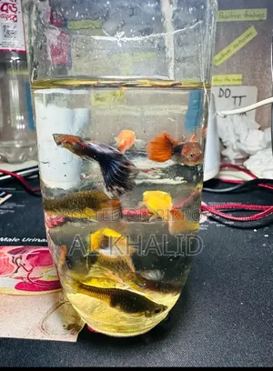 Mixed Guppy Fish - 1 Piece / 3 Pieces