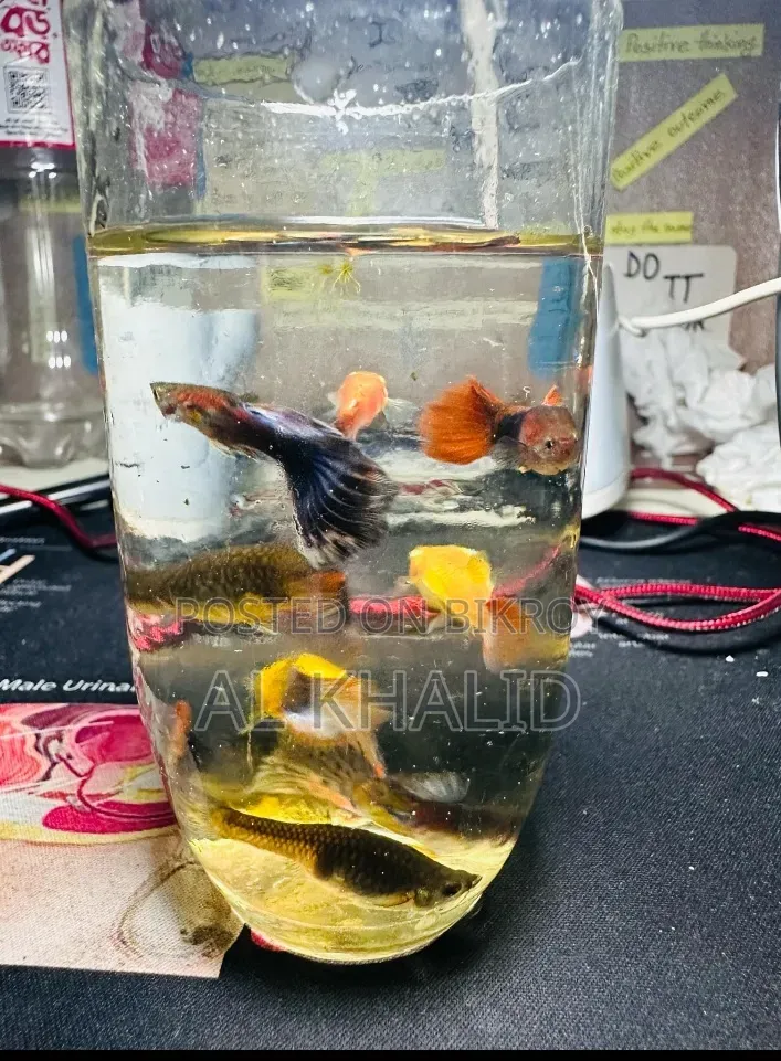 Mixed Guppy Fish - 1 Piece / 3 Pieces