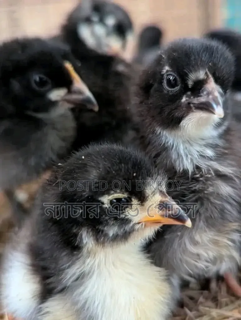 Black Australorp Chicks | Nature & Pets
