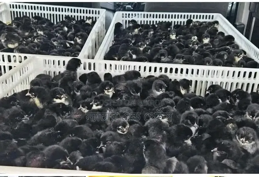 Black Australorp Chicks | Nature & Pets