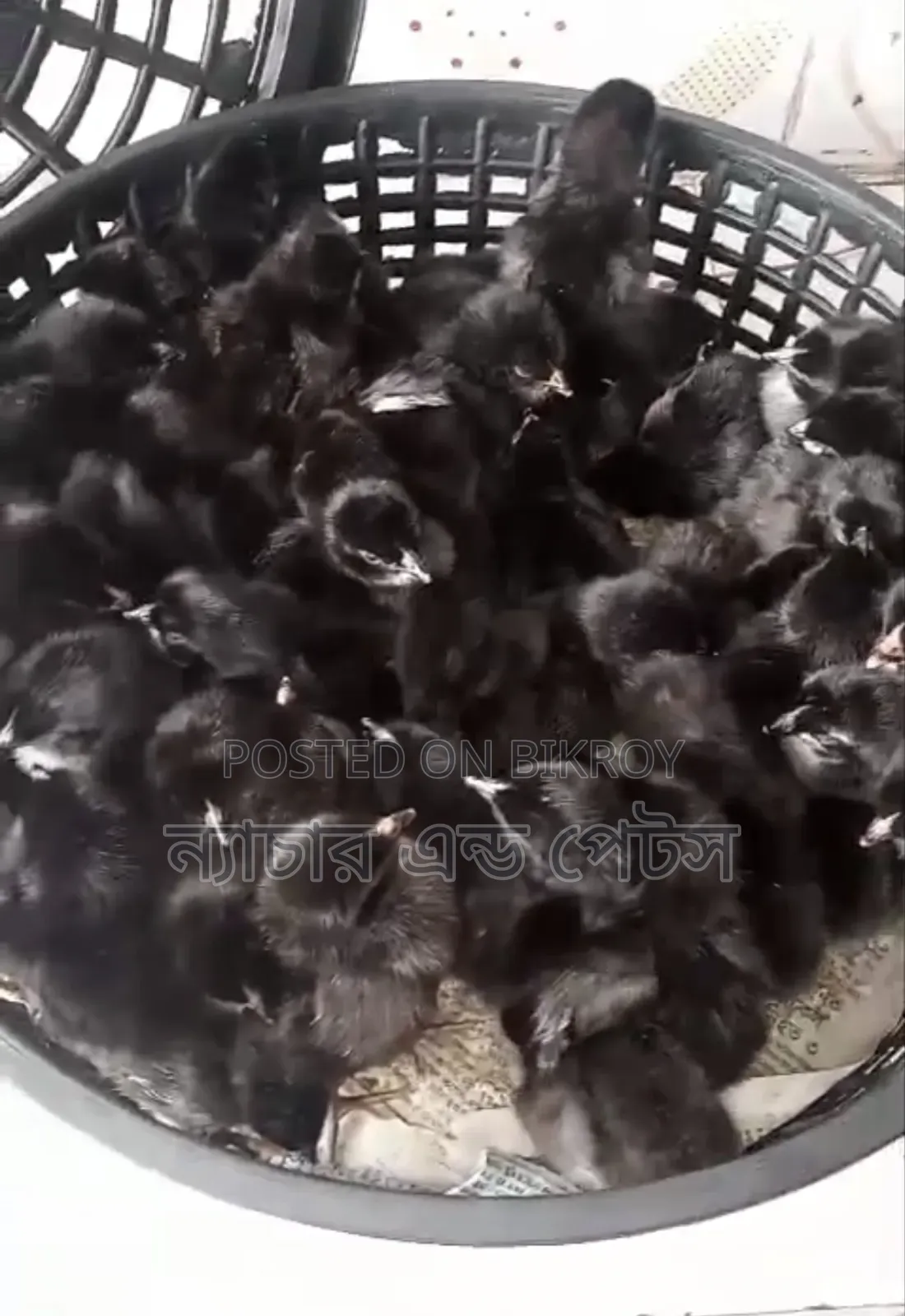 Black Australorp Chicks | Nature & Pets