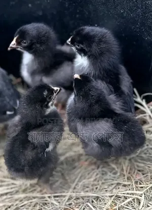Black Australorp Chicks | Nature & Pets