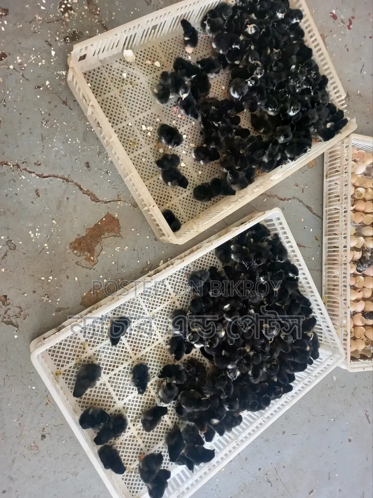 Black Australorp Chicks | Nature & Pets