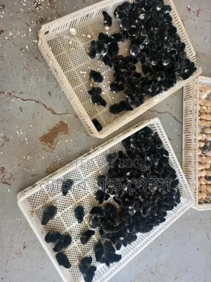 Black Australorp Chicks | Nature & Pets